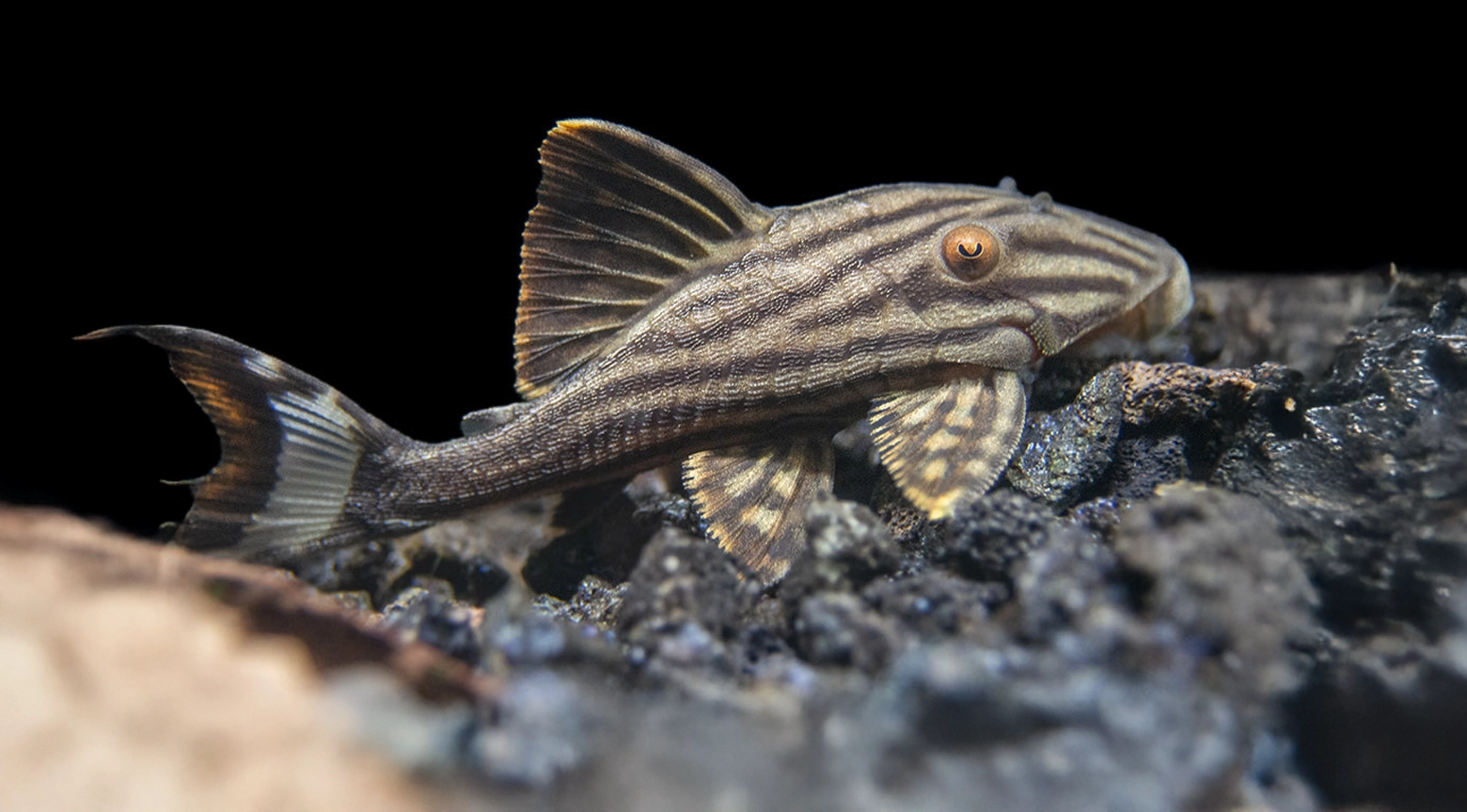 Pez diablo llega a RD y genera preocupación en ríos y pescadores